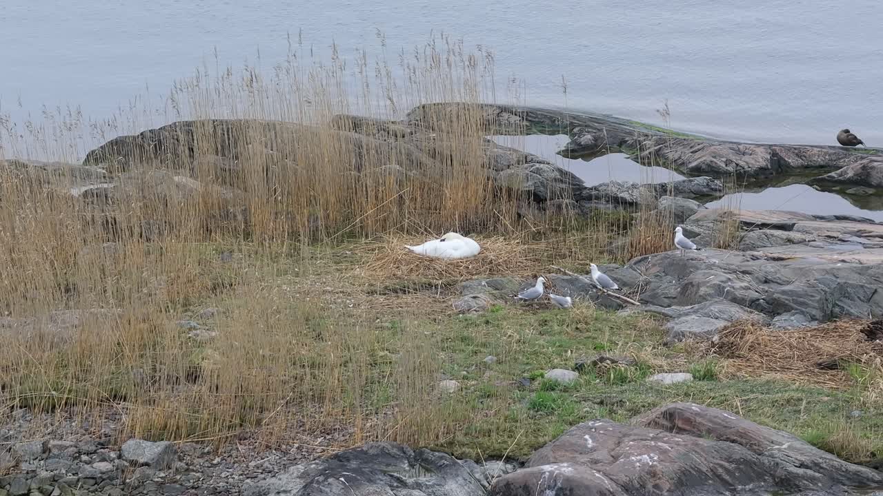 Mute swan Brooding or sleeping in nest on low cliff by the sea in Finnish archipelago. Seagulls and ducks stand close by.