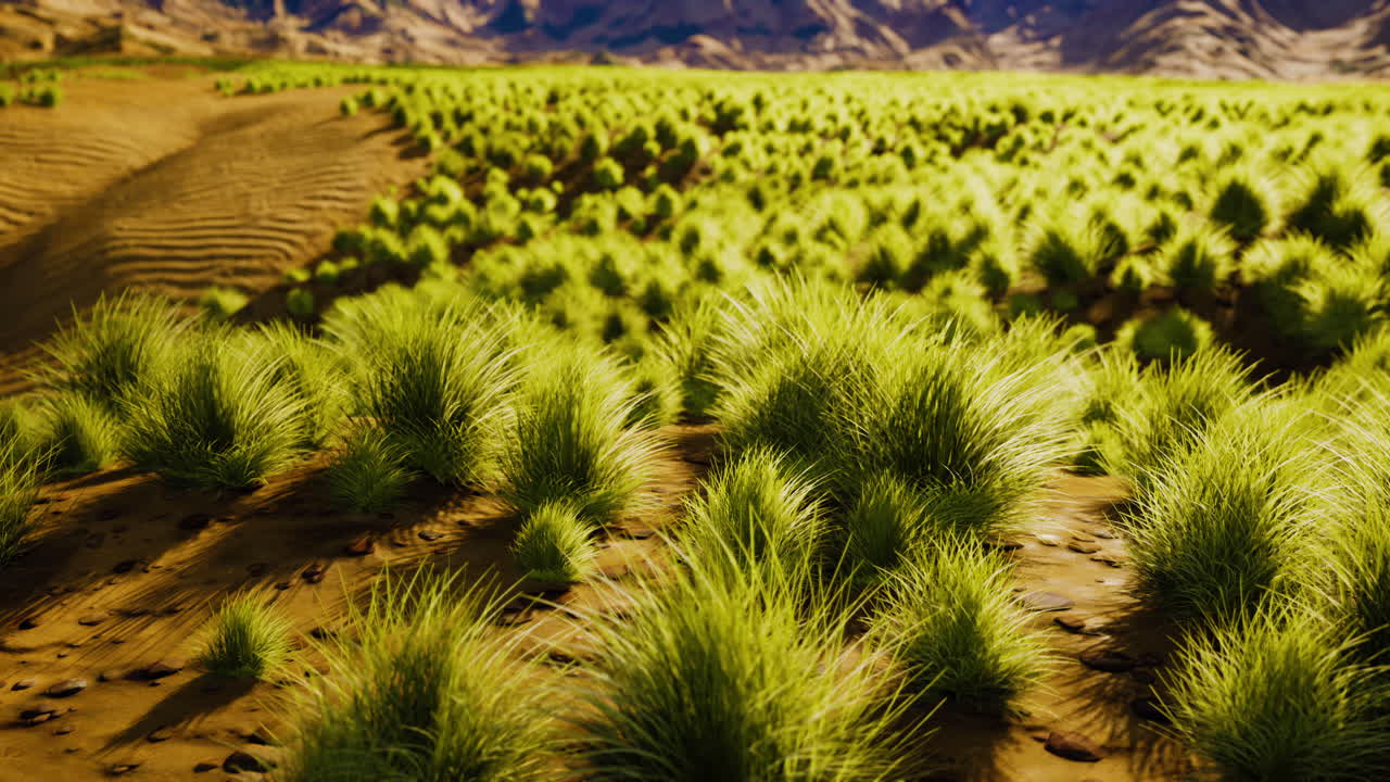 desierto llano con arbustos y hierba