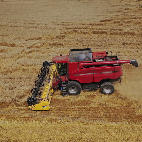agricultural process of harvesting in farmland. red combine harvester working on the golden field in summer. aerial view.