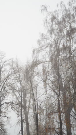 Foggy forest scene with tall bare trees dusted with fresh snowfall, soft muted tones enhancing serene winter mood at dawn with morning silence, trunks fading into mist, branches coated in snow