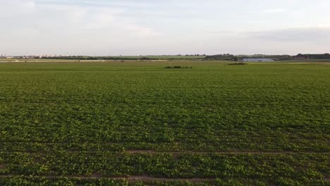 Drone-flying-over-green-crops-fields-far-from-city