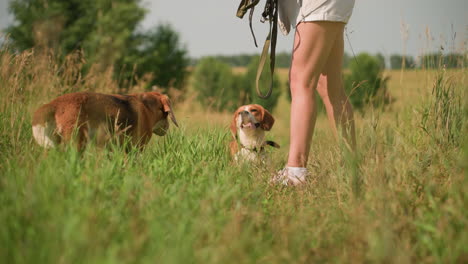 dueño de mascota usando al aire libre en el campo de hierba alimentando a uno de sus perros que saltó ansiosamente para recoger comida de su mano, mientras que el segundo perro mira con la boca abierta, disfrutando de un día soleado en el campo