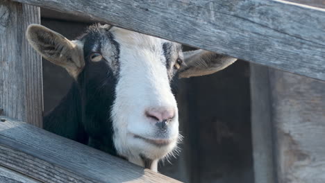 Slow-motion-close-up-of-a-goat-looking-through-a-fence