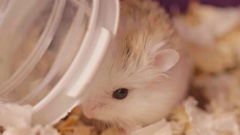 una mascota doméstica un hámster enano roborovski lavándose cerca de virutas de madera