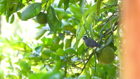 checking every leaf of a citrus tree while foraging for food, a lesser kiskadee flies from one branch to another in search for food in the lowlands of colombia