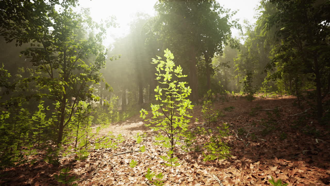 un pequeño árbol en un bosque de niebla