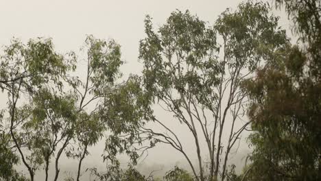 australian native bushland in lamington, scenic rim under gentle rain and wind