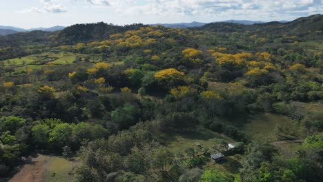 Hyperlapse-of-Gallinazo-trees-with-yellow-flowers---4k-video