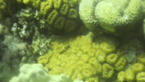 lobophyllia hemprichii, or lobed brain coral reef of the red sea