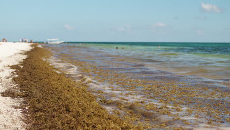 Sargazo-En-La-Playa-De-Playa-Del-Carmen,-Caribe,-México