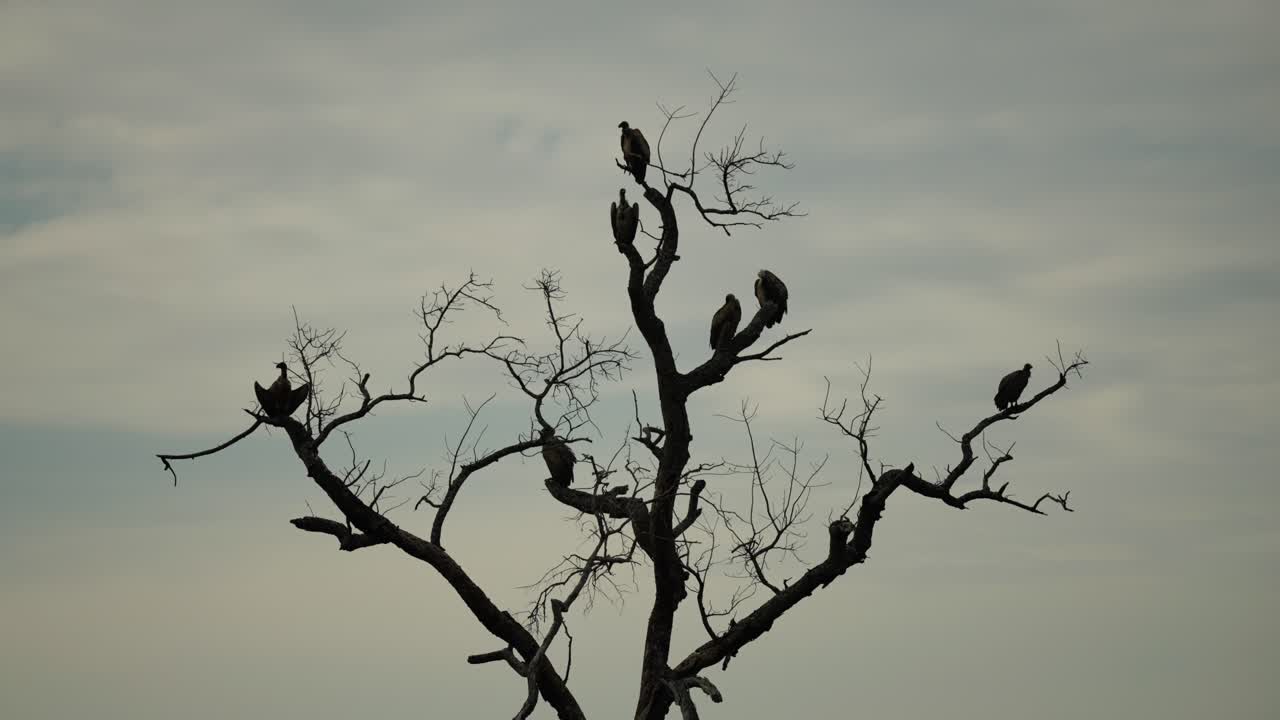 Vultures Perched on a Silhouetted Dead Tree