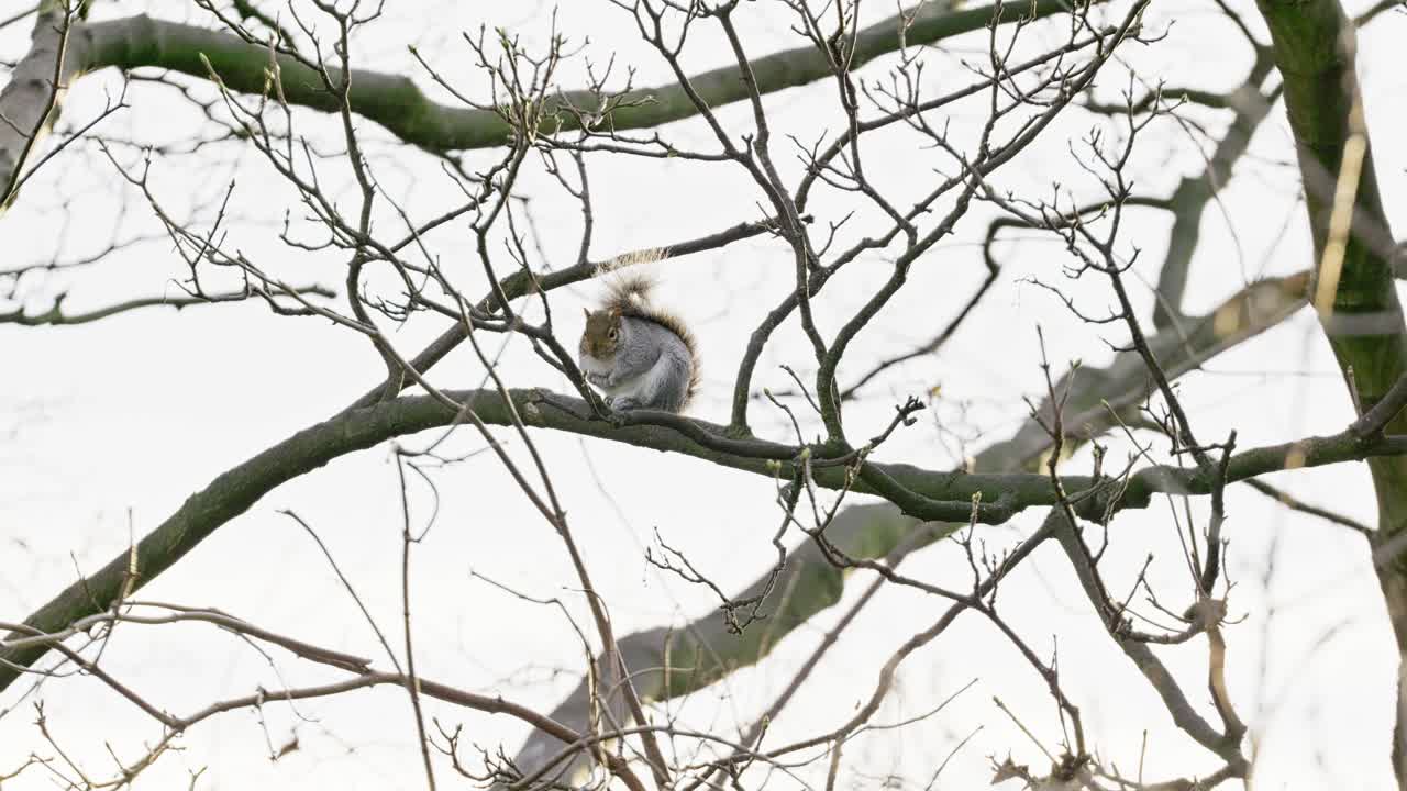 un solo palomo silvestre sentado en lo alto de una rama de árbol bajo la lluvia limpiando su plumaje y descansando
