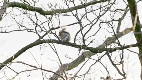 Un-Solo-Pájaro-Salvaje-Sentado-En-Lo-Alto-De-Una-Rama-De-árbol-Bajo-La-Lluvia-Limpiando-Su-Plumaje-Y-Descansando