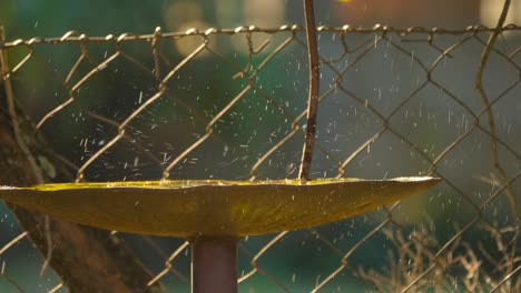 Birds-washing-in-a-garden-birdbath-under-the-early-morning-sunlight,-Dark-capped-bulbul,-thick-billed-weaver