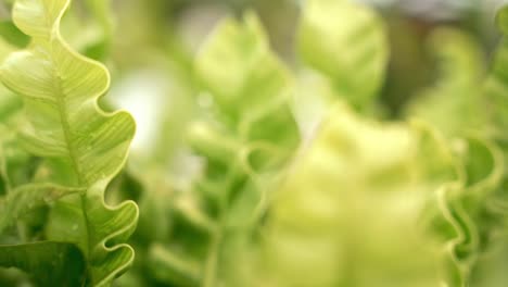 wet lettuce leaves growing in greenhouse with water splashing, macro view