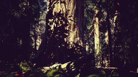 majestic tree casting shadows under the sun in a serene forest setting