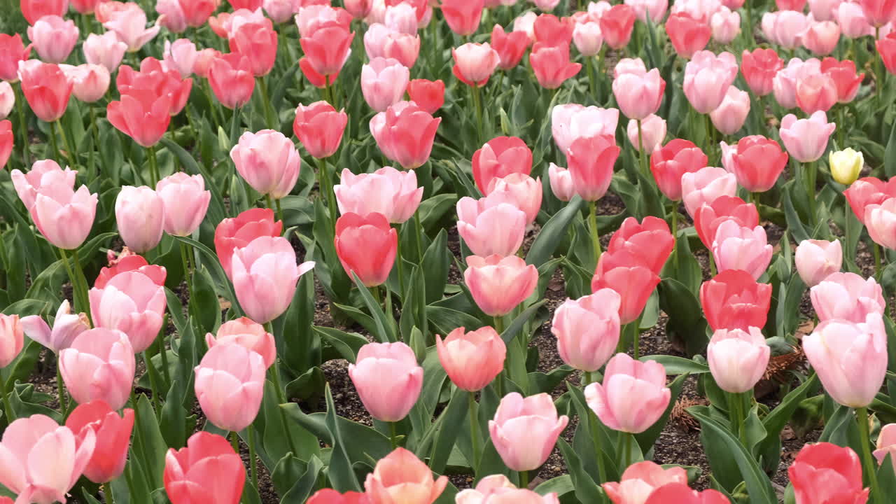 Tulips flower field in the park.