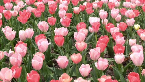 tulips flower field in the park.