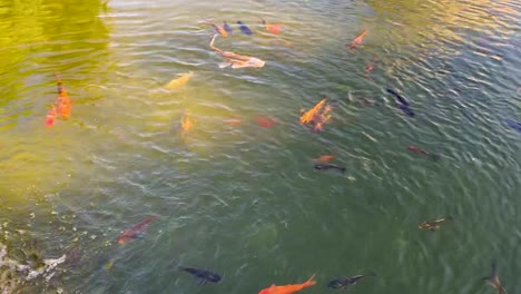 Koi-Oder-Japanische-Ausgefallene-Karpfenfische-Schwimmen-In-Einem-Süßwasserteich-Mit-Fließendem-Wasser