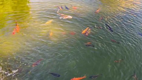 koi or japan fancy carps fish are swimming in fresh water pond with flowing water