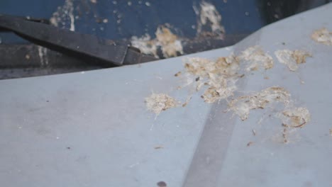 bird droppings on car hood