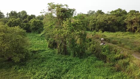 Buffaloes-going-home-by-walk