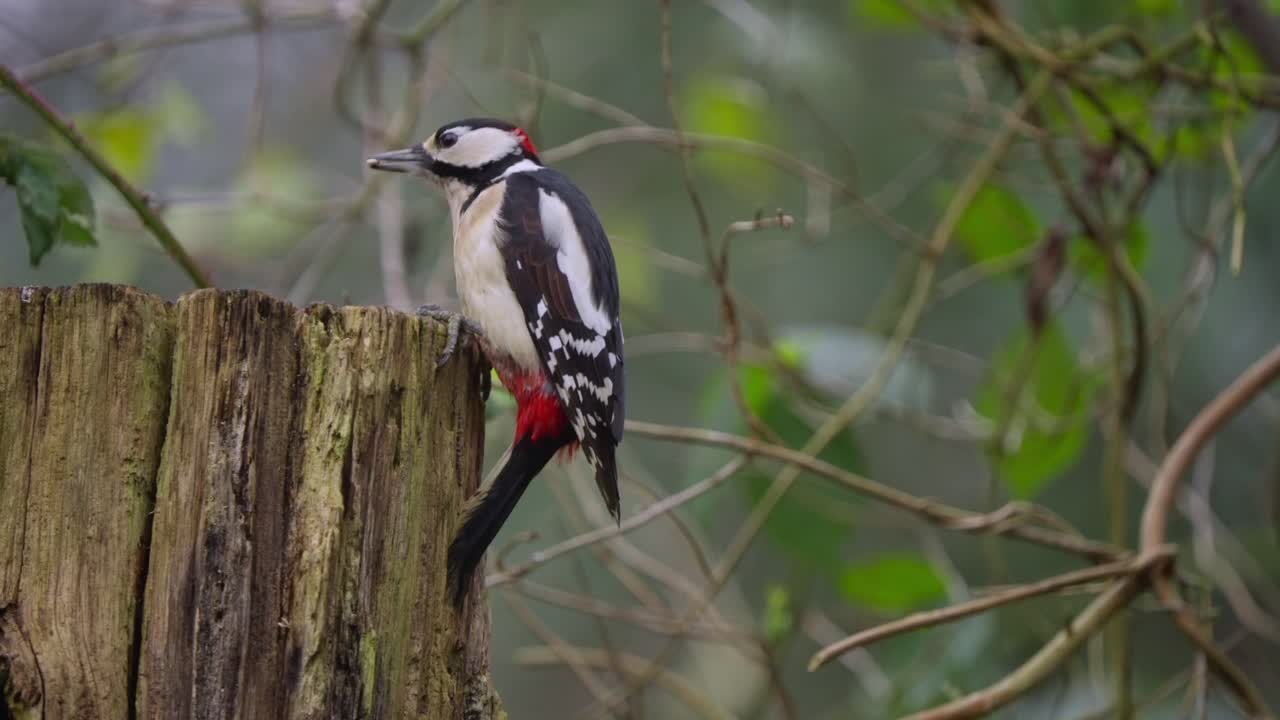Great spotted woodpecker perched on forest bark, scanning surroundings with still head