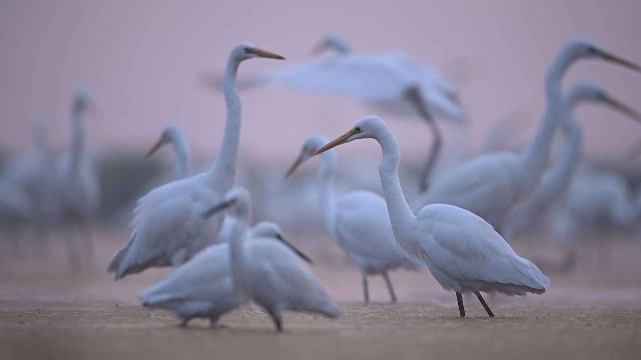 호수 쪽의 중대 백로