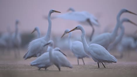 great egrets in lake side