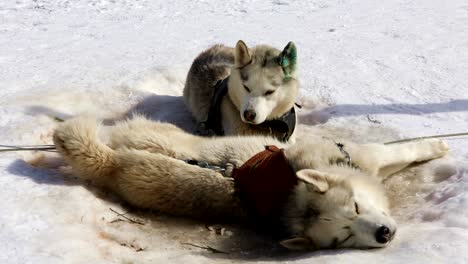 sled husky lying on the snow