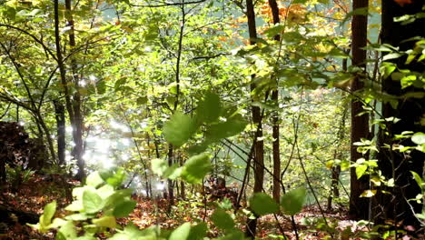 edge of forest with background of glittering water