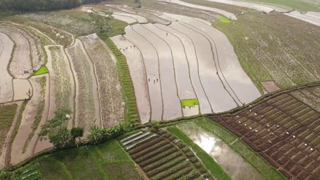 campo asiático