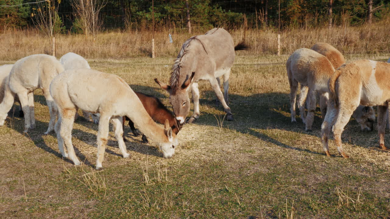 알파카 와 당나귀 들 이  에서 먹이 를 먹고 있다