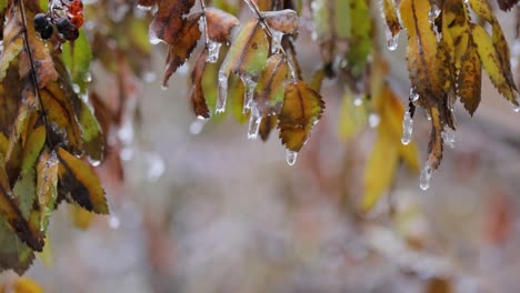 Leaves-and-branches-of-the-tree-froze-during-the-first-morning-frost-in-late-autumn.