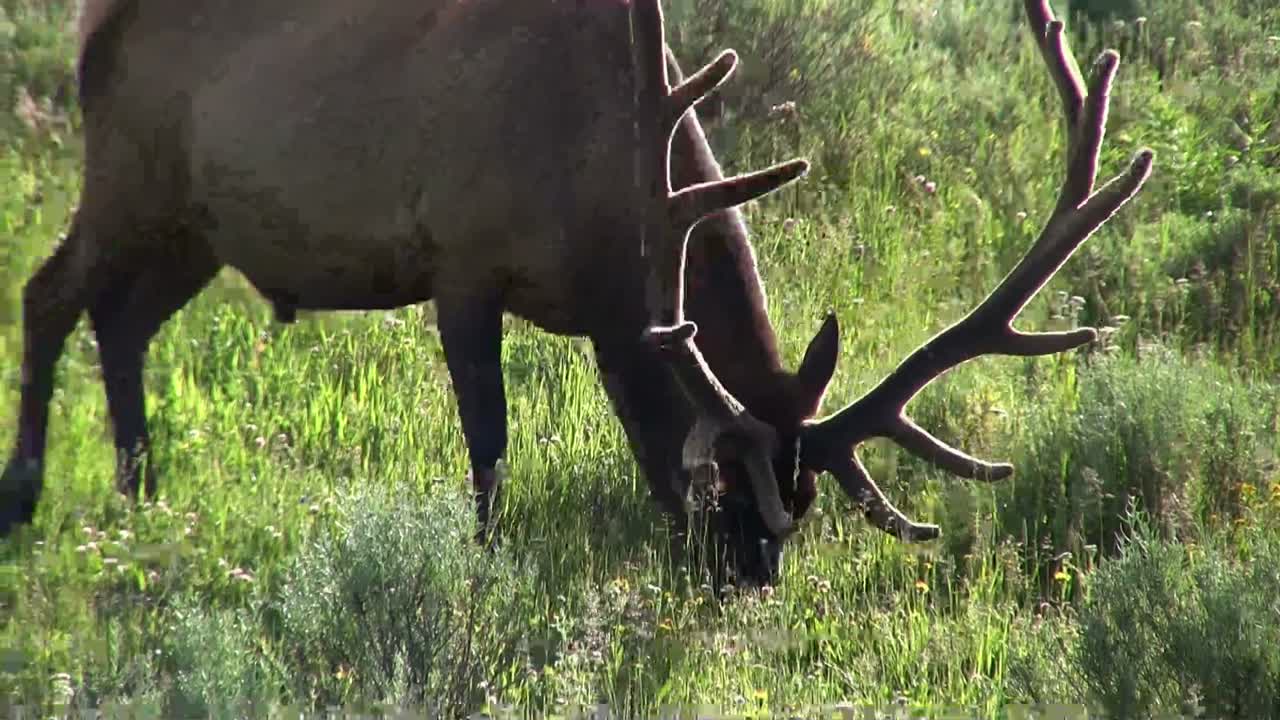 un alce toro pasta en un campo 1