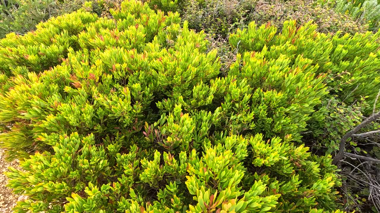 Vibrant green bushes under natural light, showcasing dense foliage and serene outdoor environment