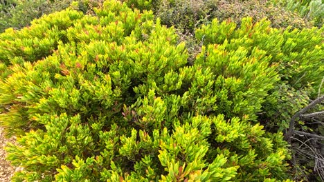 vibrant green bushes under natural light, showcasing dense foliage and serene outdoor environment