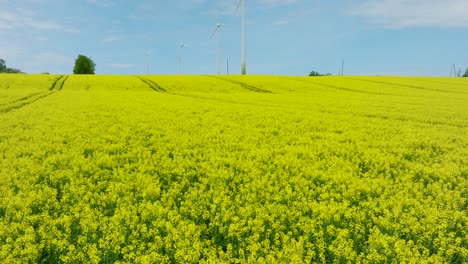 Aerial-establishing-view-of-wind-turbines-generating-renewable-energy-in-the-wind-farm,-blooming-yellow-rapeseed-fields,-countryside-landscape,-sunny-spring-day,-low-drone-shot-moving-forward,-tilt-up