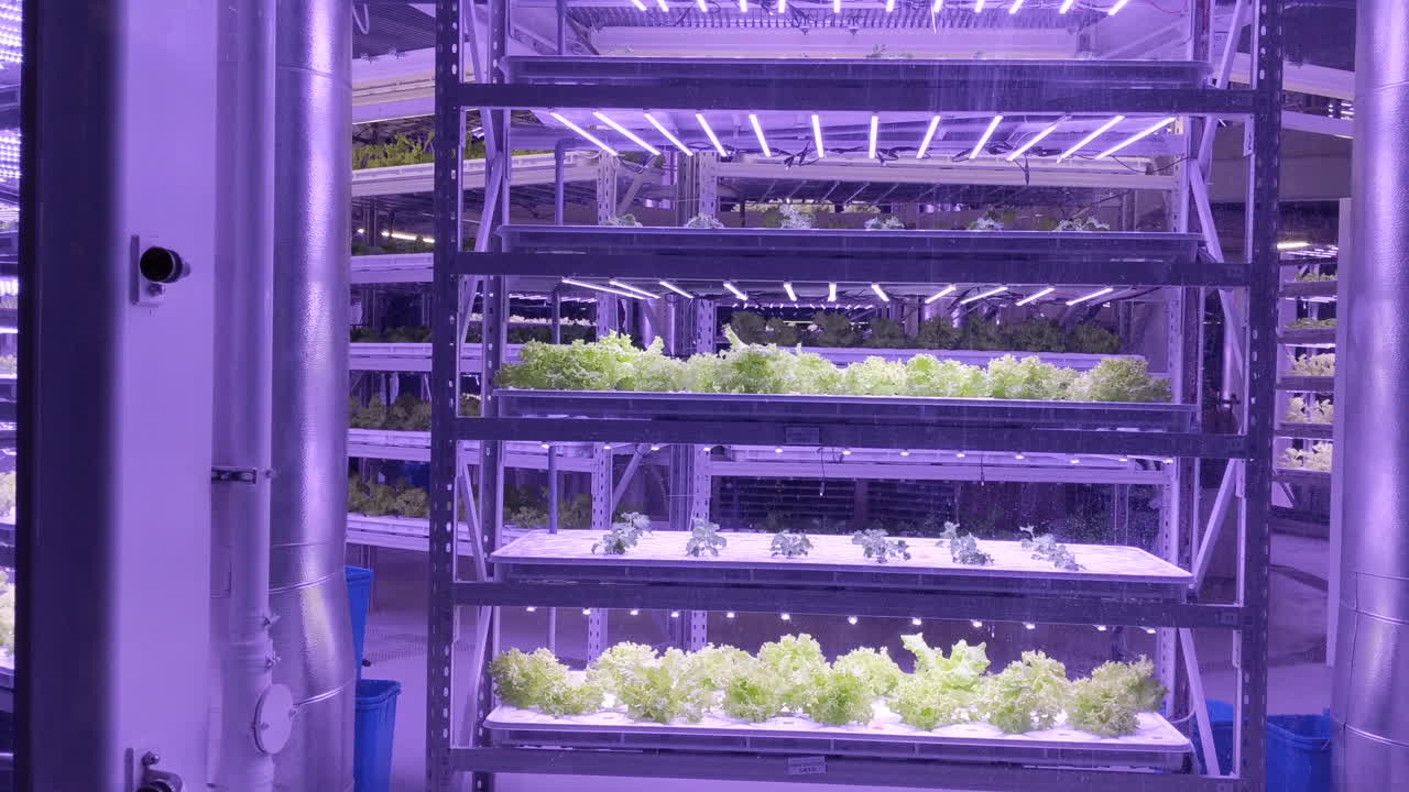 Exterior of vertical sustainable farm, plants growing under purple LED light