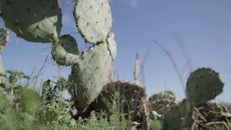 creative-shots-of-texas-plants