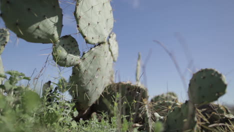 tomas creativas de plantas de texas