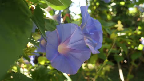 beautiful blue morning glory flower blossoms in a tropical garden