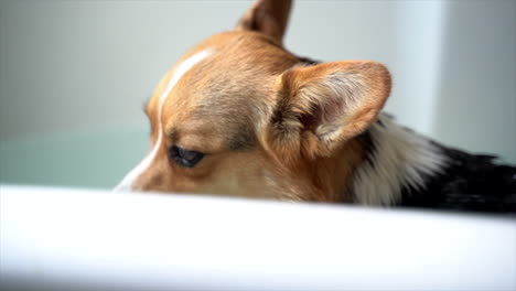 corgi dog getting a bath