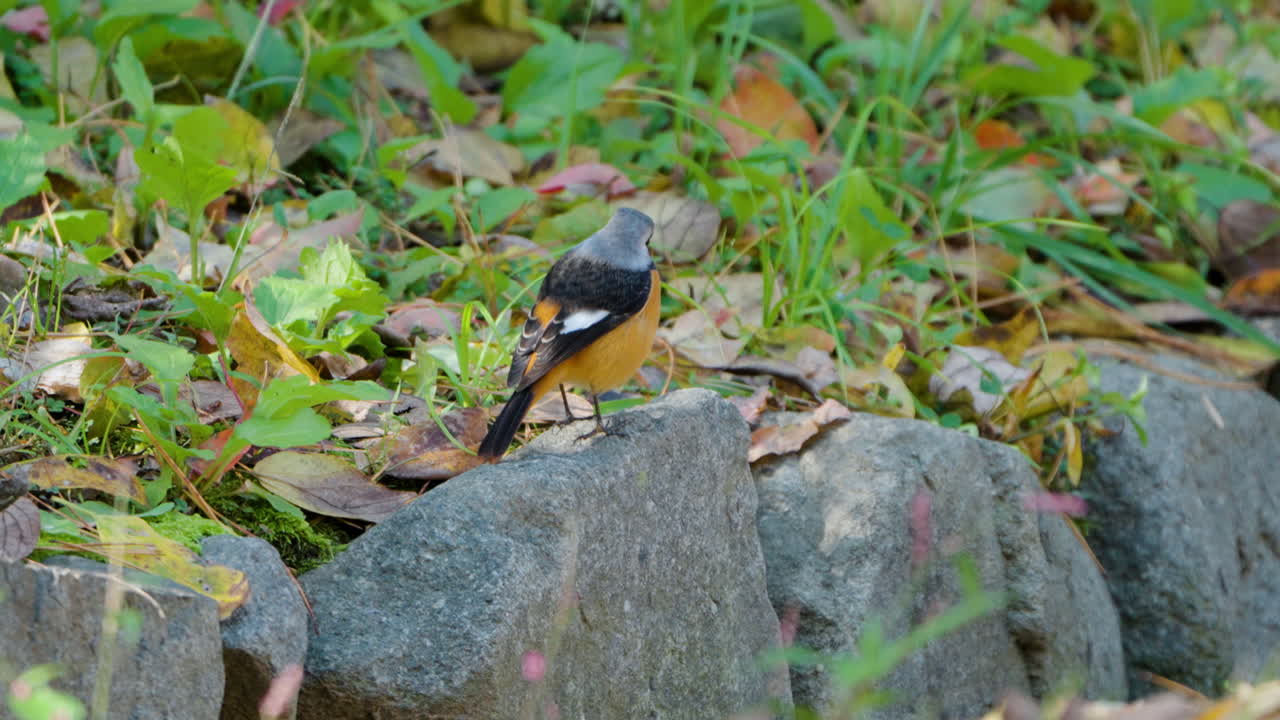 남성 daurian redstart 새의 이나 배설물은 가을의 숲에서 바위 위에 앉아 있습니다.