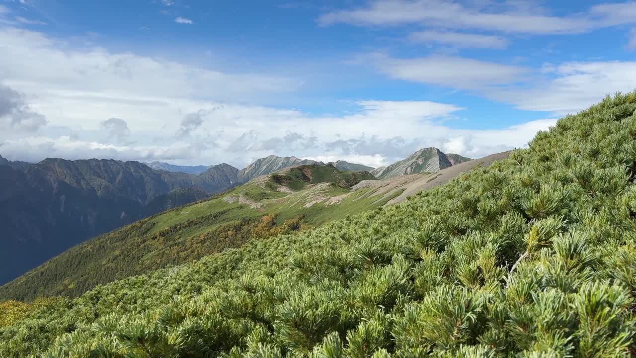 Wide shot of alpine shrubs blowing in the wind on a ridgeline with the Northern Japanese Alps stretching into the distance under a bright sky