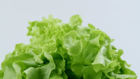 Green-oak-fresh-lettuce-planted-in-the-Hydroponics-style-is-beautifully-placed-and-slowly-rotating