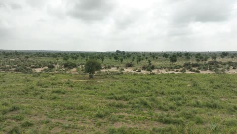 Vista-De-Perfil-De-Drone-Delantero-Del-Campo-De-Mijo-Ampliamente-Extendido-En-Tharparkar-Durante-El-Día-En-Pakistán