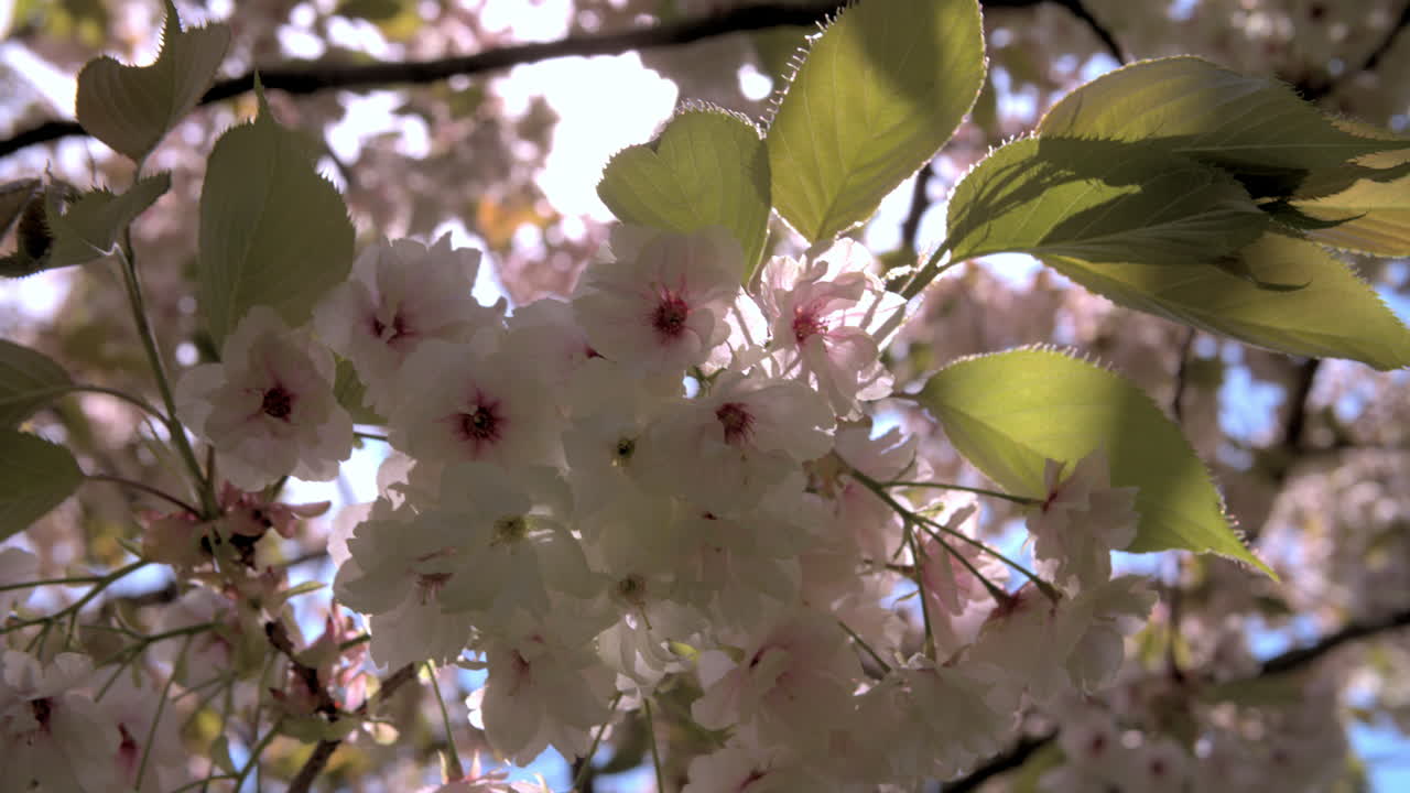 un primer plano de la flor de cerezo de primavera iluminada en un parque de londres