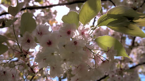 close up of backlit spring cherry blossom in a london park