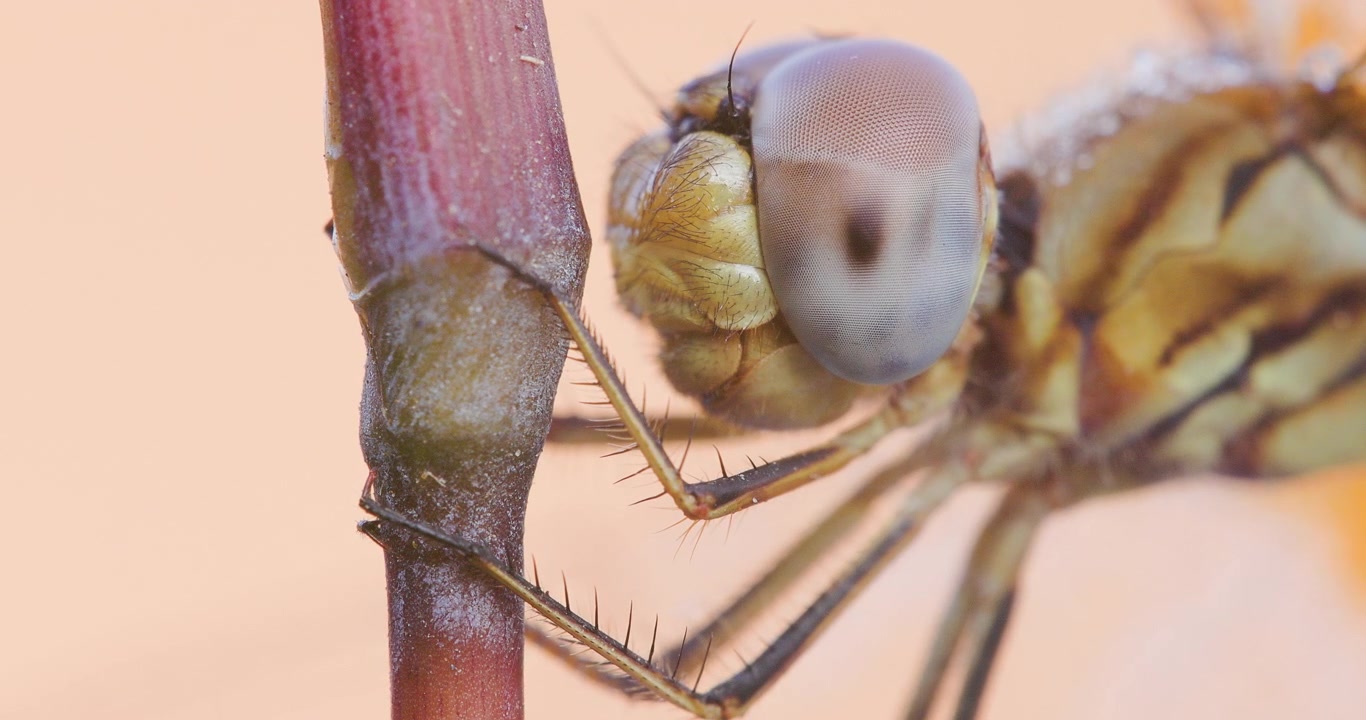 Frozen dragonfly head on winter straw; slow motion macro dawn look at winter dormancy